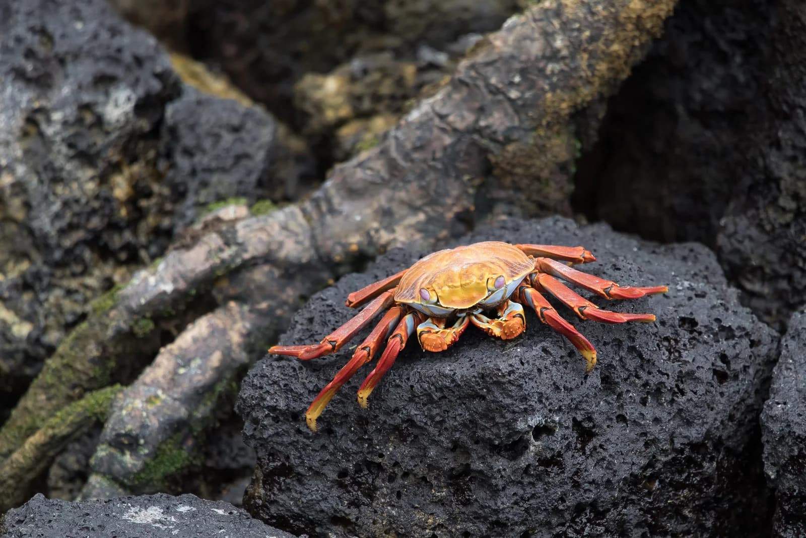 Itinerario de 3 días en Galápagos desde Puerto Ayora, Santa Cruz