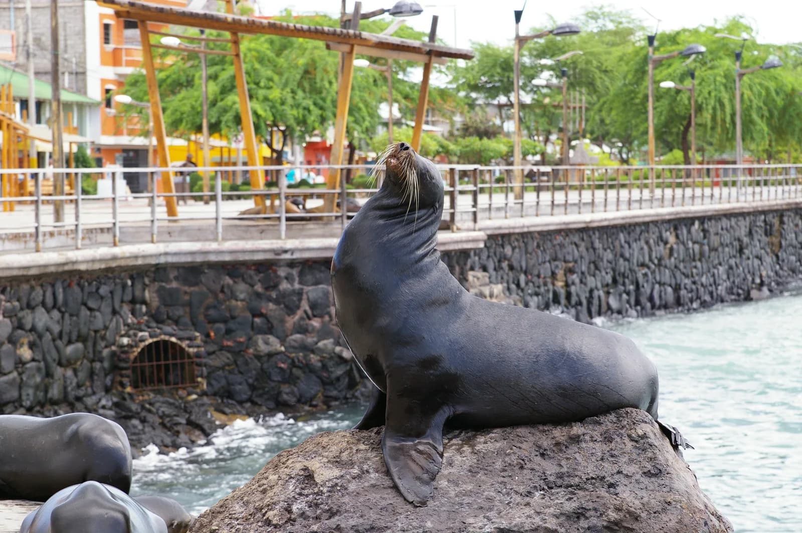 Galápagos Travel Guide: Tips for Staying in Puerto Ayora