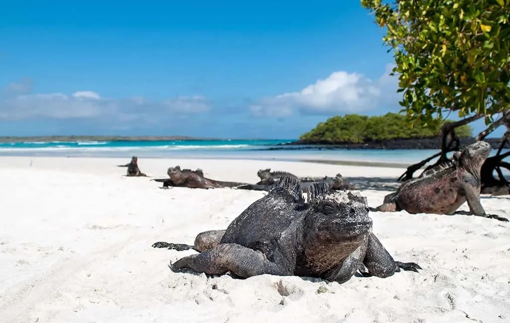 Tortuga Bay Beach